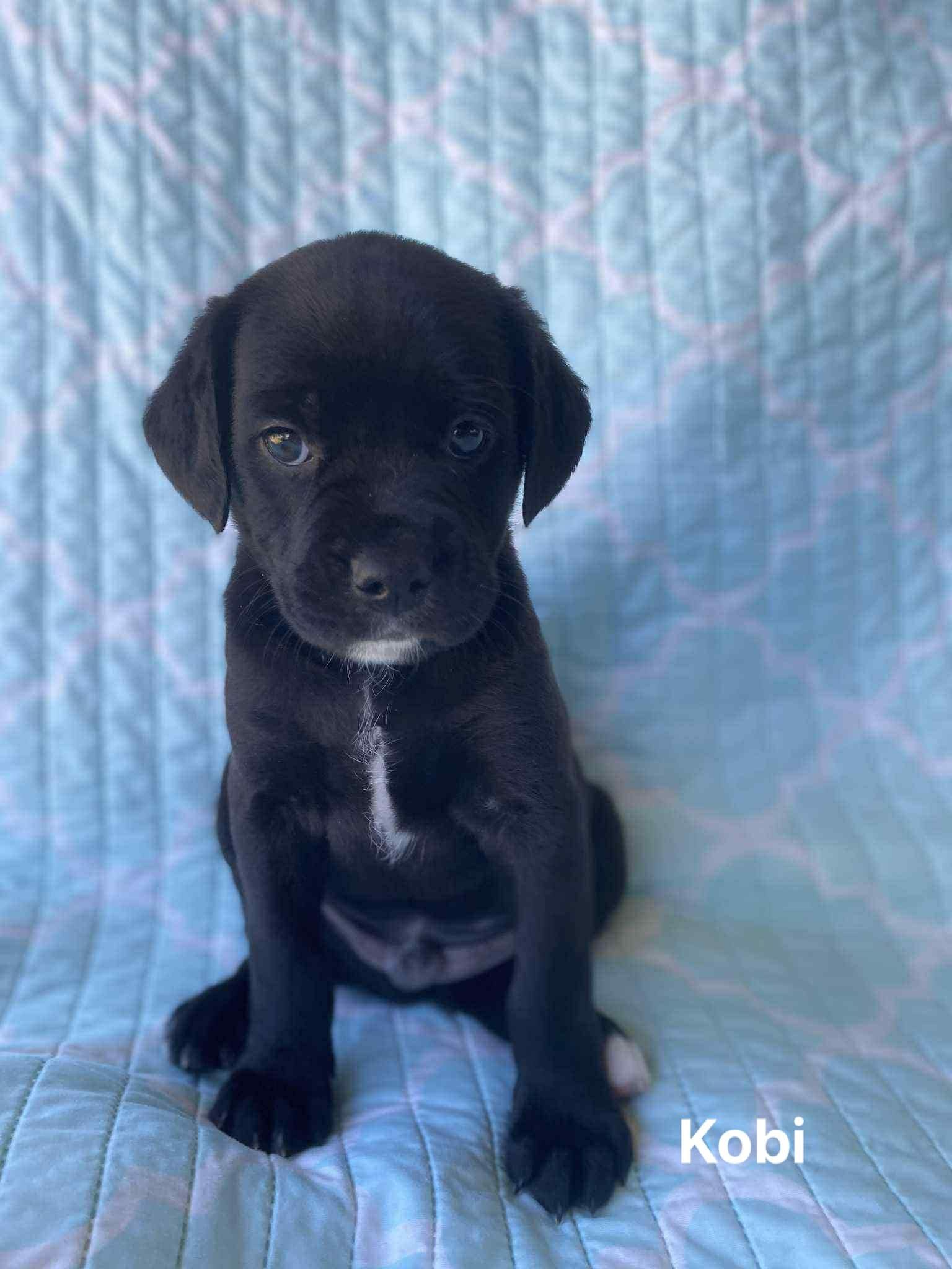 Kobi Kobi